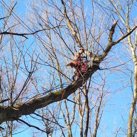 operazione di tree-climbing
