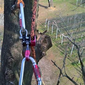 attrezzatura tree climbing